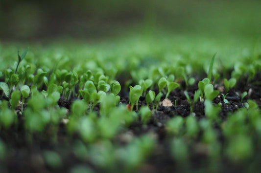 Australian organic farming sprouts